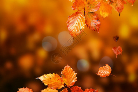 秋季金黄色的枫叶背景图片