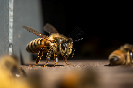地上的蜜蜂图片