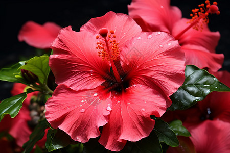 热带鲜红木槿花图片