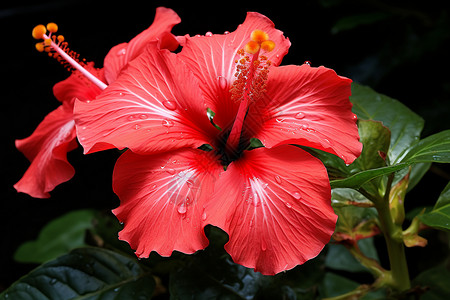 热带的绯红木槿花图片