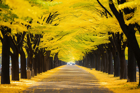 秋日街头的银杏大道图片