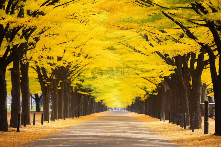 金黄色的秋天公园景观图片