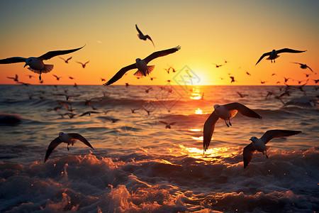 日落时海滩上飞翔的海鸥图片