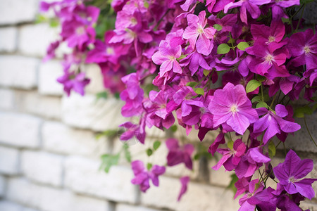 爬满白墙的紫色花朵背景图片