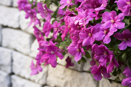 花墙上盛开的紫色花朵图片