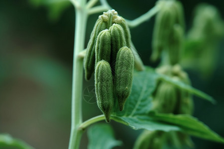 芝麻草叶上的芽苞图片