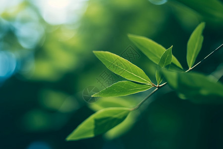 枝繁叶茂的植物图片