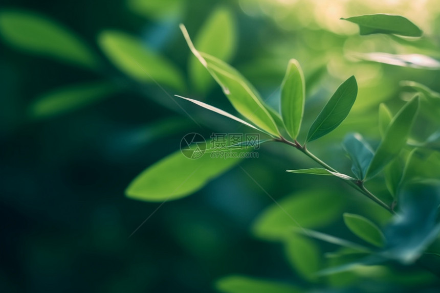 清新夏日的植物图片