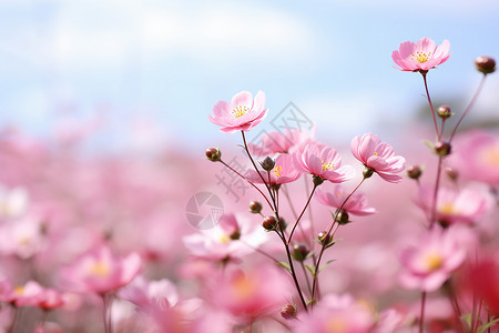 一片粉色的花海高清图片