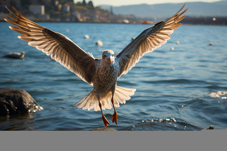 自由自在的海鸥图片