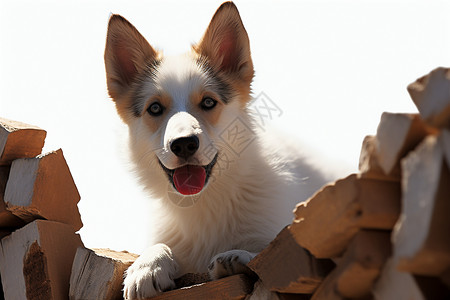 白色木条小狗在砖头堆上坐着背景