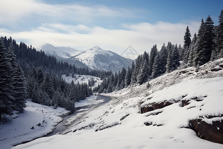 冬日雪山上的森林图片