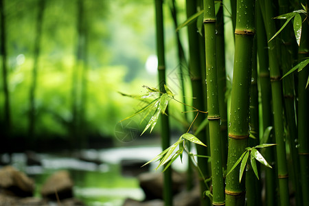 水边植物翠竹溪流背景