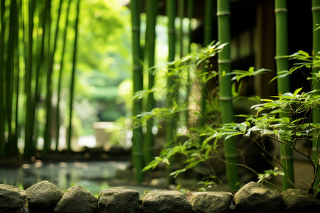 树叶丛林花园竹林背景