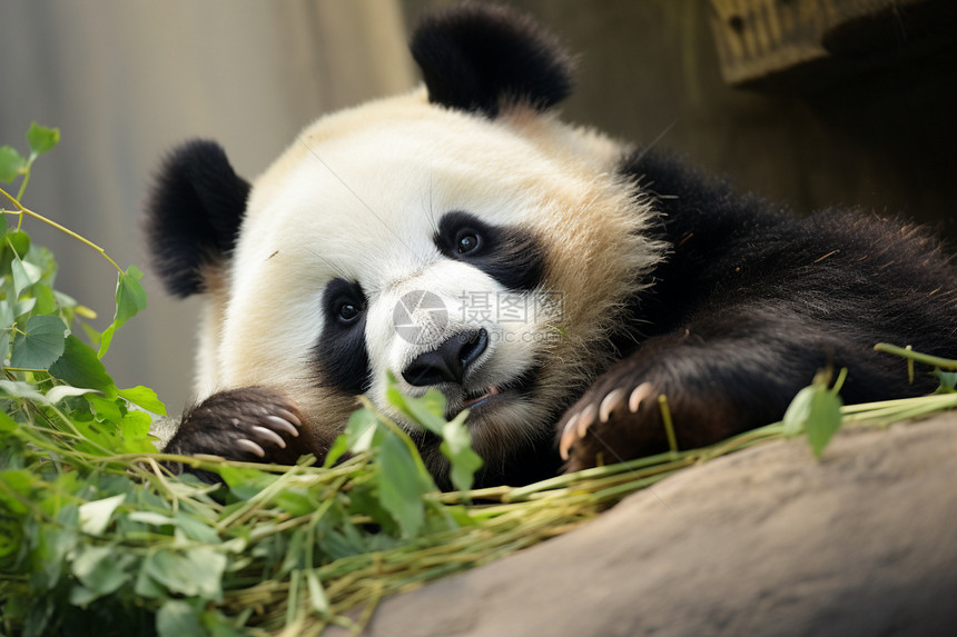 守护珍稀的熊猫图片