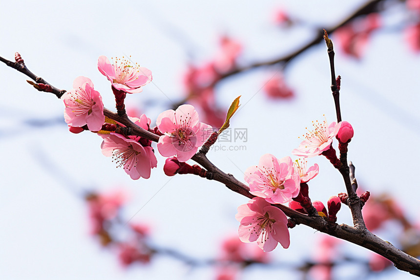 树枝上的樱花图片