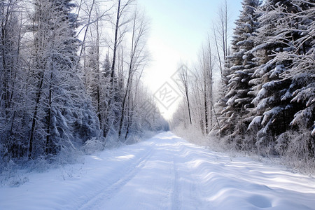 冬日森林里的雪路高清图片