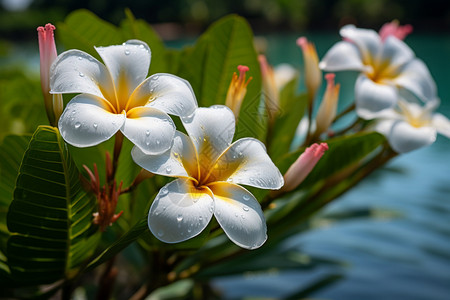 白色花朵映衬着水畔高清图片