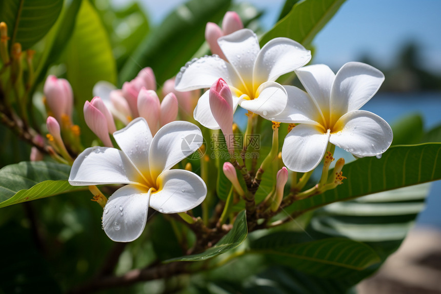 白色的海棠花图片