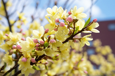 春天盛开的黄色花朵图片