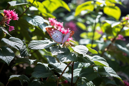 春天植物上的蝴蝶背景图片