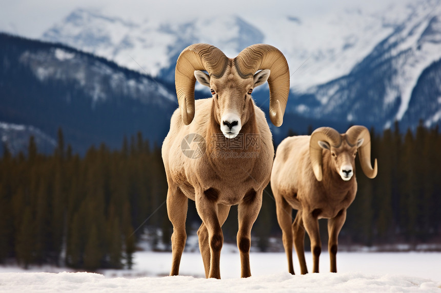 冬季山中野生的大角羊图片