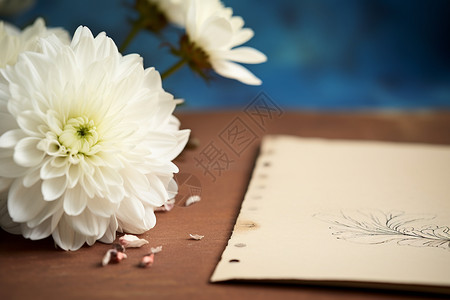桌子上的白色菊花和素描纸图片