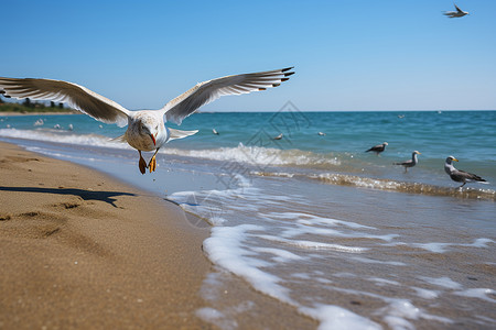 海边翱翔的海鸥图片