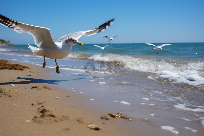 沙滩上飞翔的海鸥图片