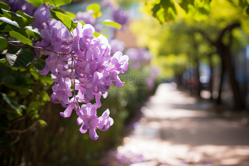 美丽的紫色花朵图片