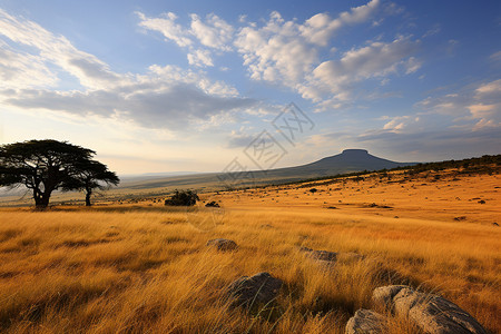非洲野外公园大自然里的荒原背景
