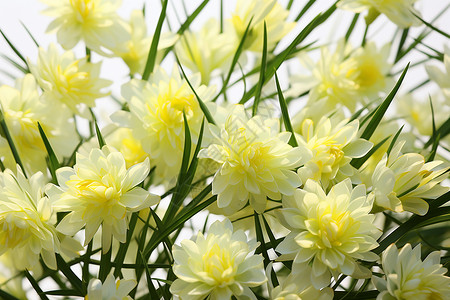 绽放的黄色小菊花背景图片