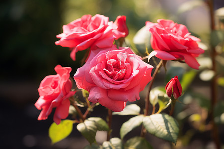 娇嫩玫瑰夏季公园中的粉色玫瑰背景