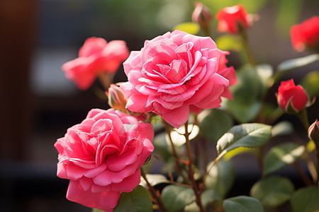娇嫩玫瑰户外绽放的粉色玫瑰花背景