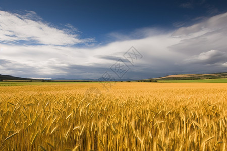 夏季干燥田园中的麦田背景