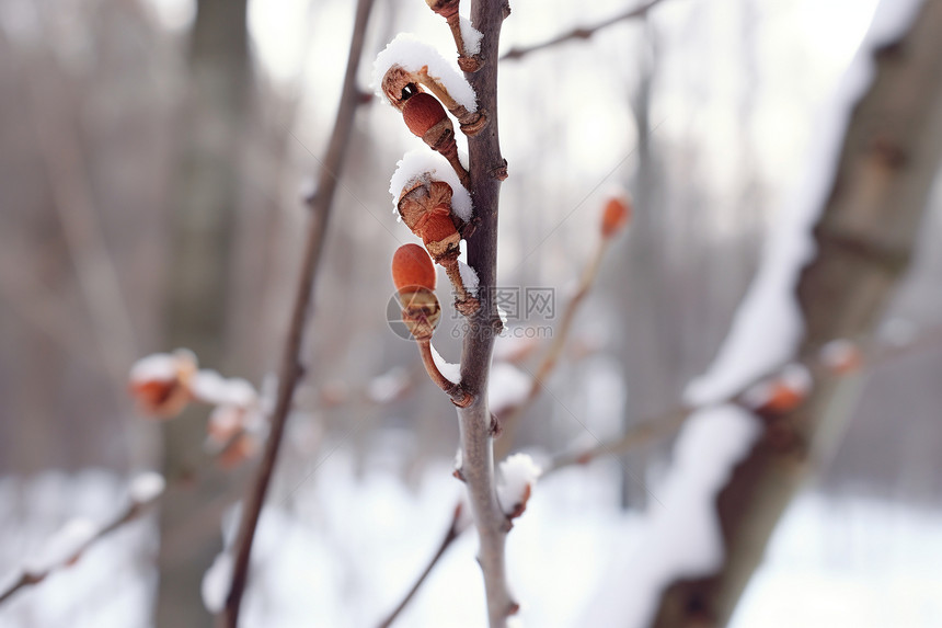 雪景下的新芽图片