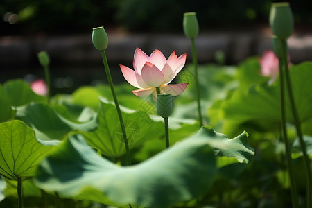 荷花莲池莲池中粉莲背景