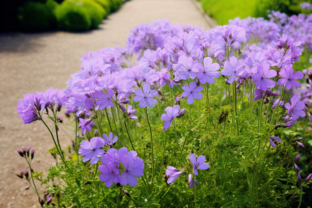 小紫花紫花园区背景