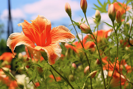 橙花草原花卉橙花湾高清图片