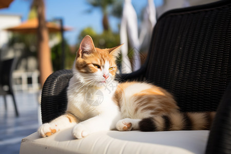 悠闲的猫猫悠闲休息背景