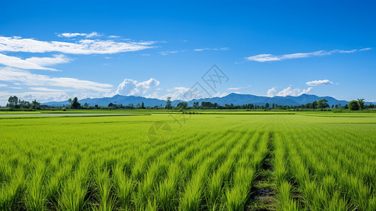 排列水稻水田高清图片