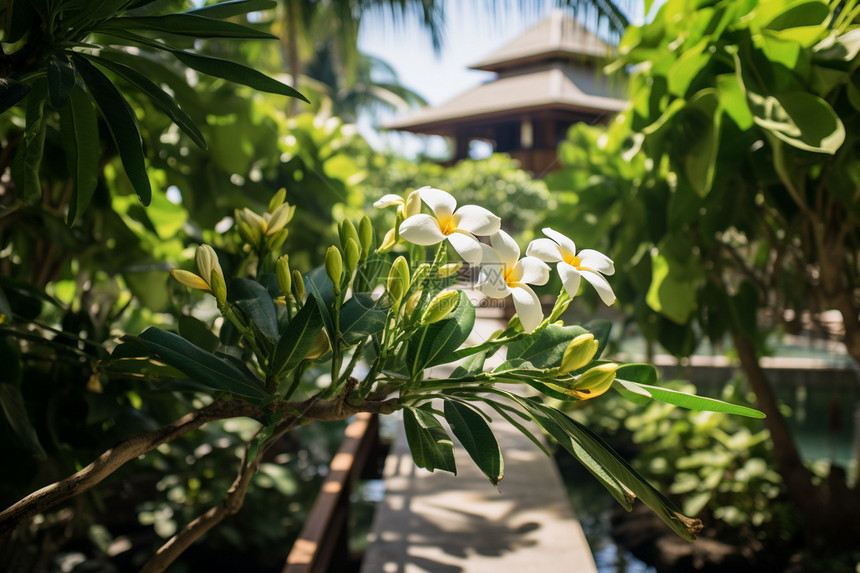热带花园中的花朵图片