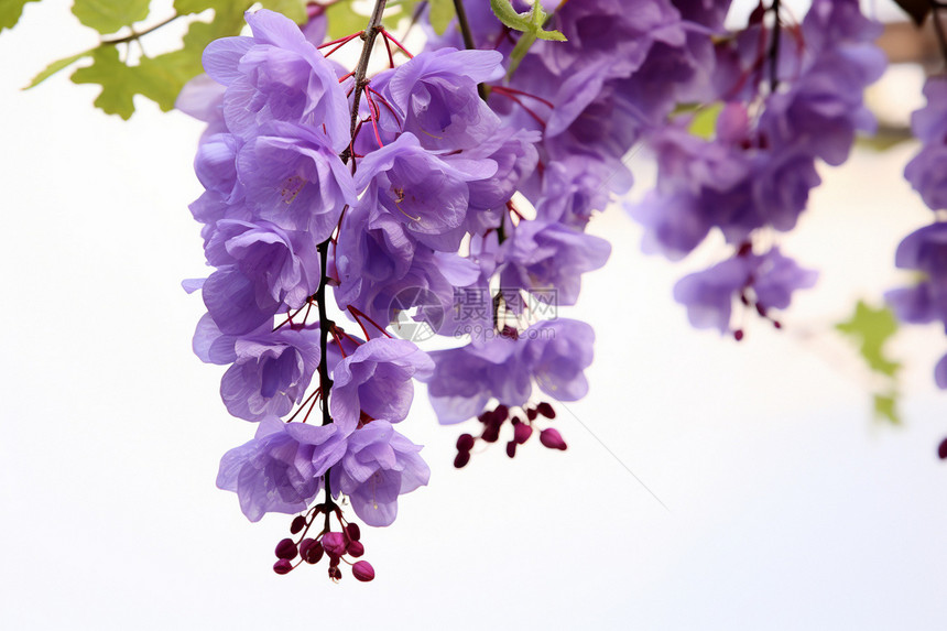 紫色花朵垂挂枝上图片