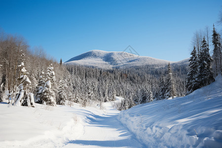 冬日明媚雪地滑行图片