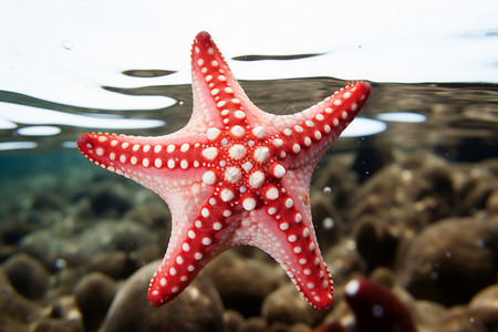 漂浮素材星星水中漂浮的海星背景