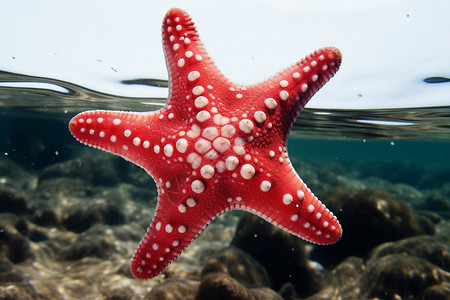可爱的海星可爱的红色水星背景