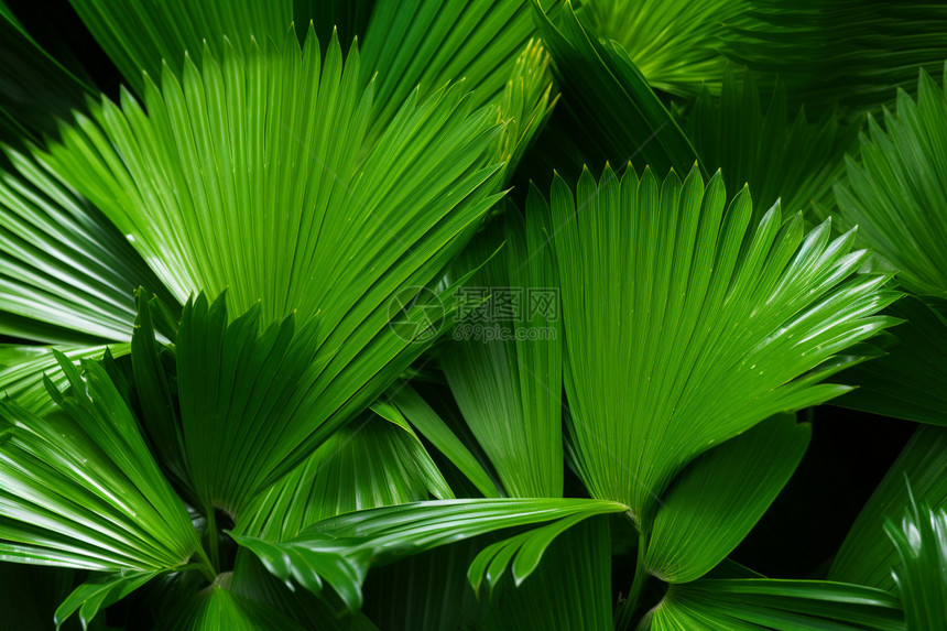 对称的植物叶子图片