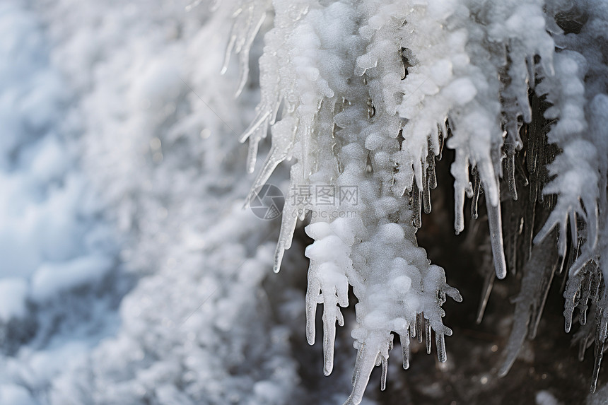 冰雪浸染下的林间美景图片