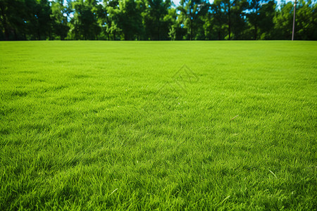 翠绿的草坪背景图片