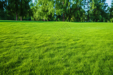 草地花园平坦的草坪背景